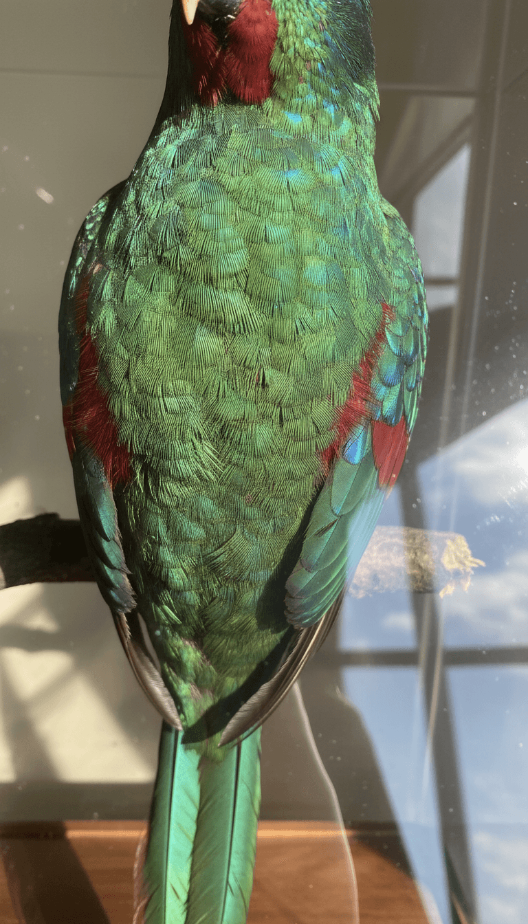 Mounted taxidermy quetzal with iridescent feathers in a glass case